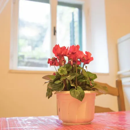 Juricic Apartman *
